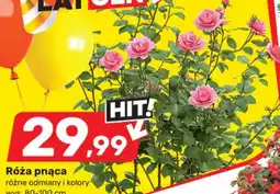 Bricomarche Róża pnąca oferta