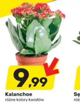 Kalanchoe
