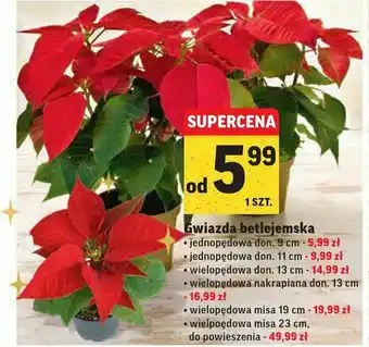 Intermarche Gwiazda betlejemska jednopędowa 11 cm 1 SZT oferta