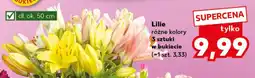 Kaufland Lilie oferta