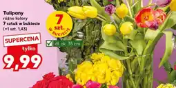 Kaufland Tulipany oferta