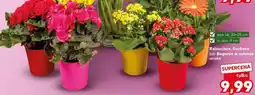Kaufland Kalanchoe, Gerbera lub Begonia w osłonce oferta