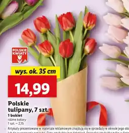 Lidl Polskie tulipany oferta