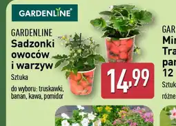ALDI Sadzonki owoców i warzyw Gardenline oferta