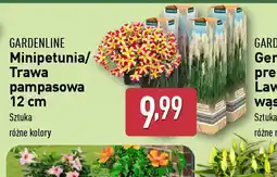 ALDI Gardenline Minipetunia/Trawa pampasowa oferta