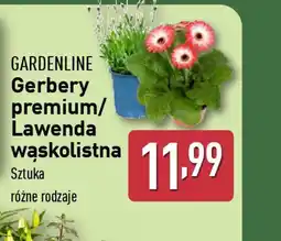 ALDI Gardenline Gerbery premium/Lawenda wąskolistna oferta