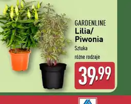 ALDI Gardenline Lilia/Piwonia oferta