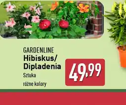 ALDI Hibiskus/Dipladenia oferta