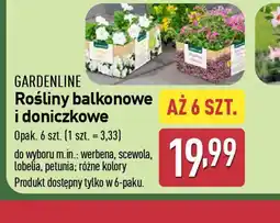 ALDI Rośliny balkonowe i doniczkowe Gardenline oferta