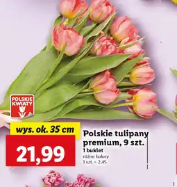 Lidl Polskie tulipany premium oferta