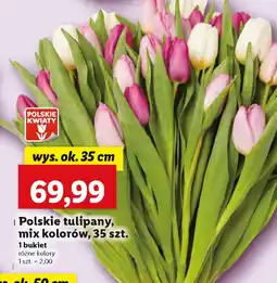Lidl Polskie tulipany oferta