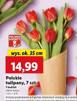 Lidl Polskie tulipany, 7 szt oferta