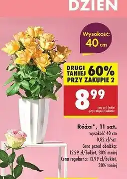 Biedronka Róża oferta