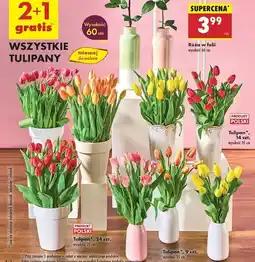 Biedronka Tulipany 35 cm oferta