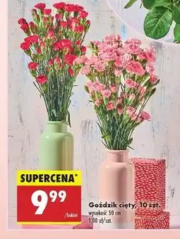 Biedronka Goździki 50 cm oferta