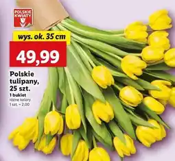 Lidl Tulipany polskie oferta