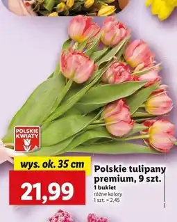 Lidl Tulipany premium 35 cm oferta