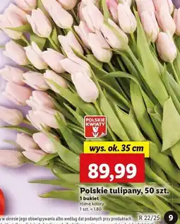 Lidl Tulipany 35 cm oferta