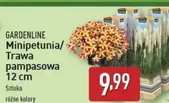 ALDI Trawa pampasowa Gardenline oferta