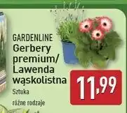 ALDI Lawenda wąskolistna Gardenline oferta