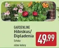 ALDI Hibiskus ogrodowy 15 cm Gardenline oferta