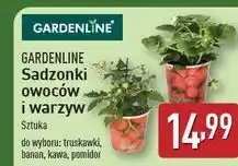 ALDI Pomidory Gardenline oferta