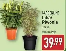 Piwonia Gardenline
