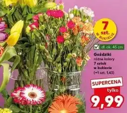 Kaufland Goździki oferta