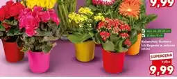 Kaufland Begonia oferta