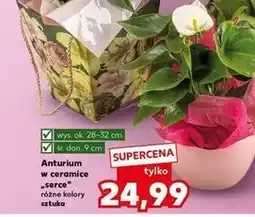 Kaufland Anturium 9 cm oferta