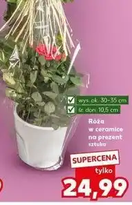 Kaufland Róża w ceramice na prezent oferta