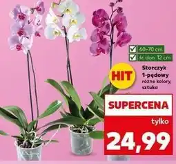 Kaufland Storczyk 1-pędowy oferta