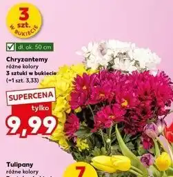 Kaufland Chryzantema oferta