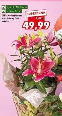 Kaufland Lilia orientalna don. 19cm oferta