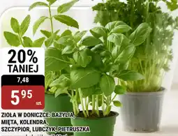bi1 Zioła w doniczce oferta