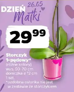 Netto Storczyk 1-pędowy oferta