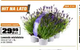 OBI Lawenda wieloletnia oferta