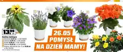 OBI Rośliny kwitnące oferta