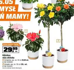 OBI Hibiskus róża chińska oferta