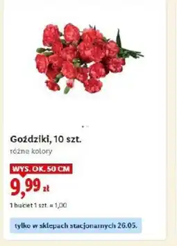 Lidl Goździki oferta