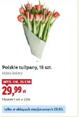 Lidl Polskie tulipany oferta