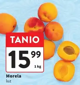 Intermarche Morela luz Intermarche oferta