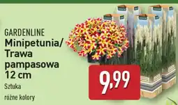ALDI Minipetunia/Trawa pampasowa 12 cm oferta