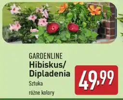 ALDI GARDENLINE Hibiskus/Dipladenia oferta