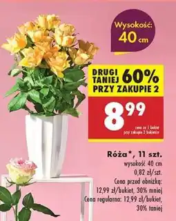 Biedronka Róża 11 szt oferta