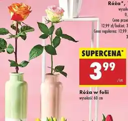 Biedronka Róża w folii oferta