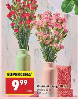 Biedronka Goździk cięty, 10 szt oferta