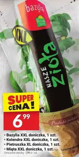 Twój Market Mięta XXL doniczka 1 szt. Twój Market oferta