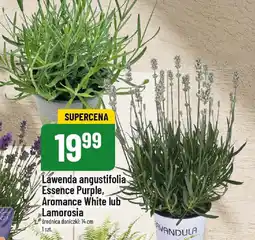 Polomarket Lawenda angustifolia oferta