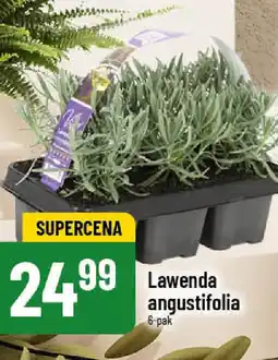 Polomarket Lawenda angustifolia oferta